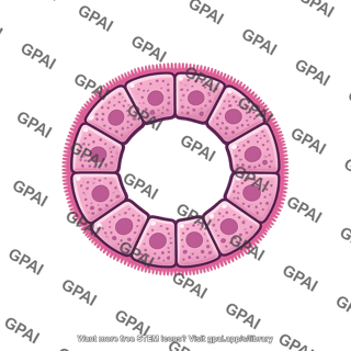 Proximal tubular epithelium