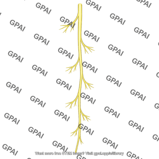 Posterior femoral cutaneous nerve