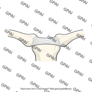 Anterior sternoclavicular ligament