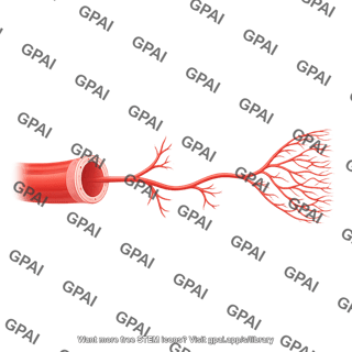 Vessel epicardial to capillaries