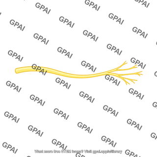 Peripheral nerve