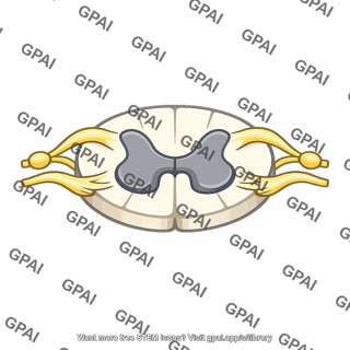 T10 spinal segment