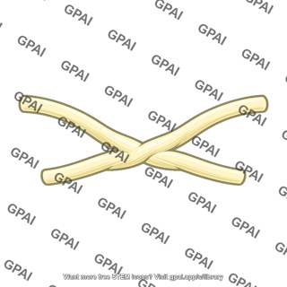 Optic chiasm
