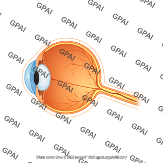 Eye sagittal optic nerve