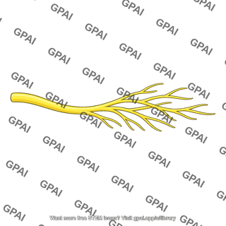 Peripheral nerve branches