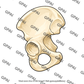 Hip bone