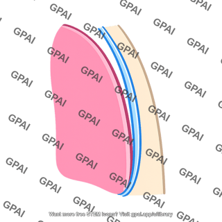Pleural cavity
