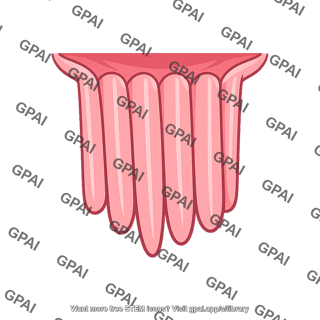 Anal columns