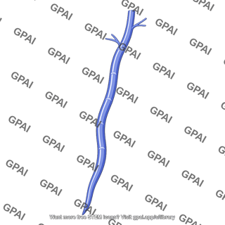 Great saphenous vein