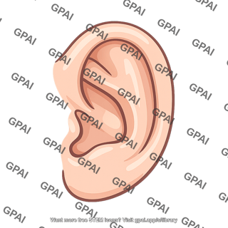 Human ear