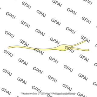 Interdigital nerve
