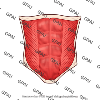 Abdominal muscle