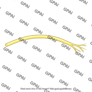 Nerve branch