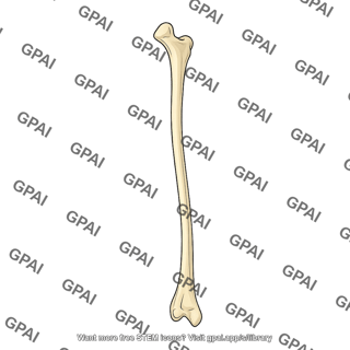 Fibula posterior