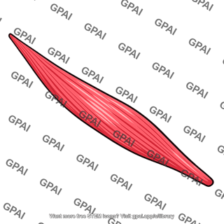 Styloglossus muscle
