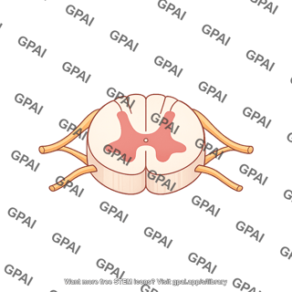 Spinal cord cross section c5