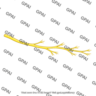 Facial nerve lower terminal branch