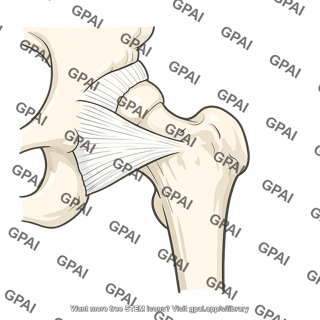 Pubofemoral ligament