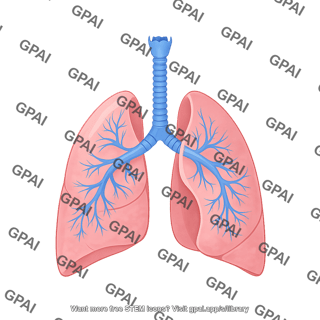 Lungs human