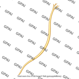 Deep temporal nerve