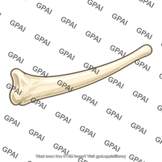 Greater horn of hyoid bone