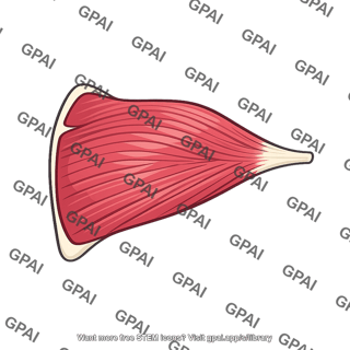 Infraspinatus