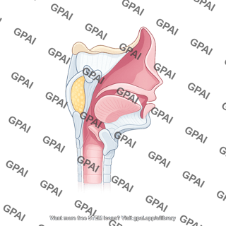 Larynx sagittal cross section