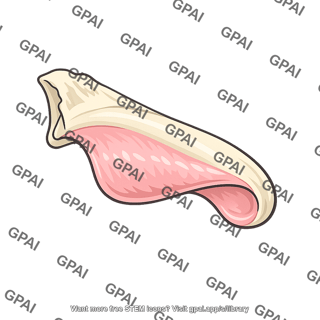 Middle nasal concha