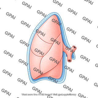 Lung pleura left