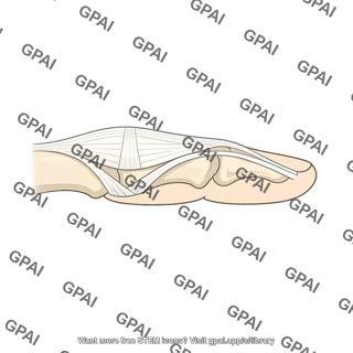 Extensor hood finger