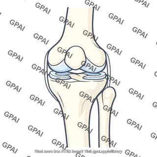 Knee joint