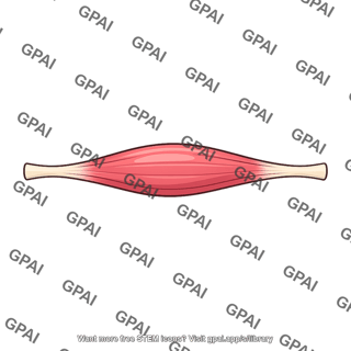 Fusiform skeletal muscle