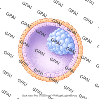 Human embryo post implantation e12