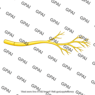 Sensory nerve