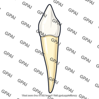 Canine tooth