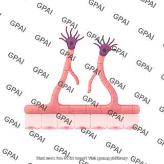 Angiogenesis 1