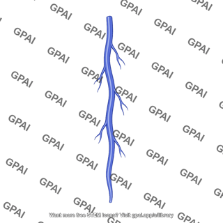Esophageal vein