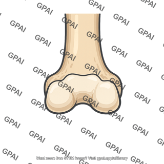 Femur distal end