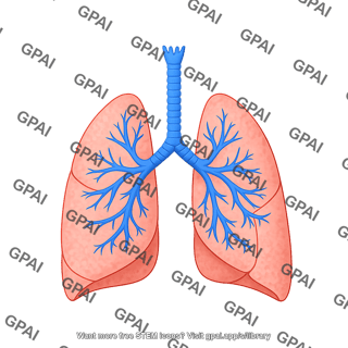 Lungs lobes icon