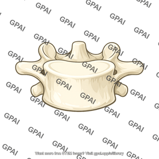Vertebra l5