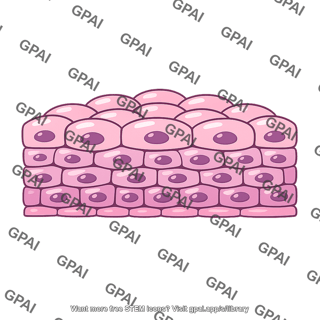 Urothelium