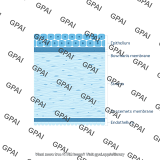 Corneal anatomy