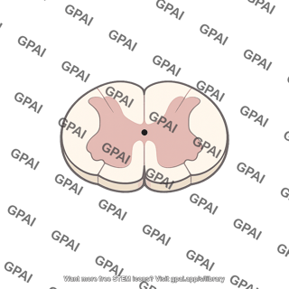 Spinal cord cross section