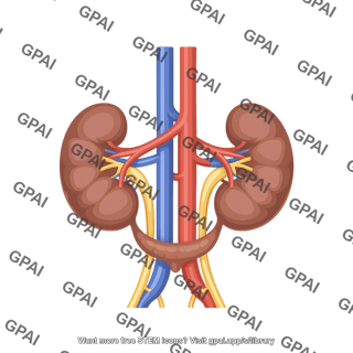 Horseshoe kidney anterior