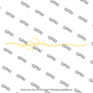 Visceral motor nerve
