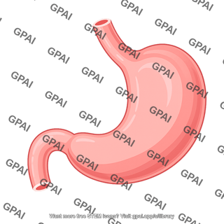 Stomach 01