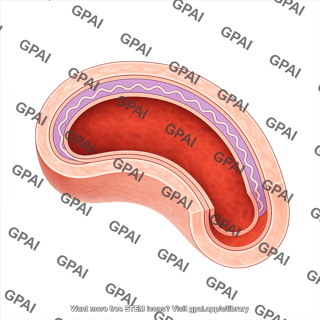 Vessel cross section arteriole internal elastic membrane