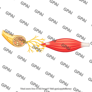 Somatic part of nervous system