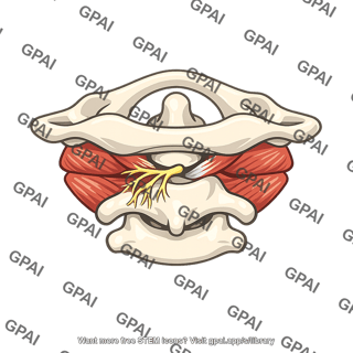 Suboccipital nerve