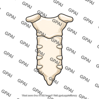 Sternum